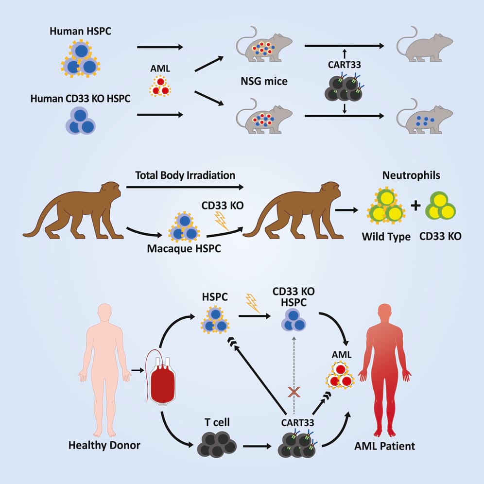 Reconstitution of the immune system with CD33-negative human hematopoietic stem cells enables anti- CD33 CAR-T cell killing of acute myeloid leukemia while sparing myeloid development and function.